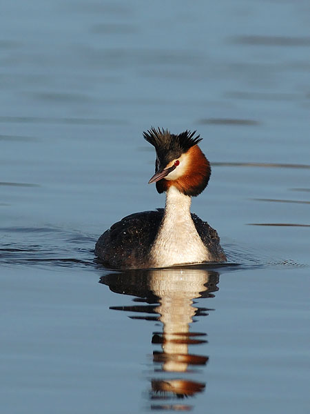 Silkkiuikku, Great Crested Grebe, Podiceps cristatus